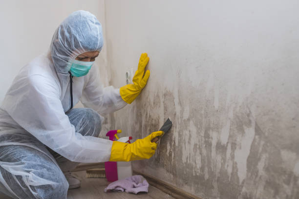 Best Crawl Space Mold Remediation  in Cherryvale, SC