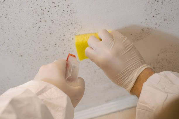 Best Forensic Mold Investigation  in Cherryvale, SC