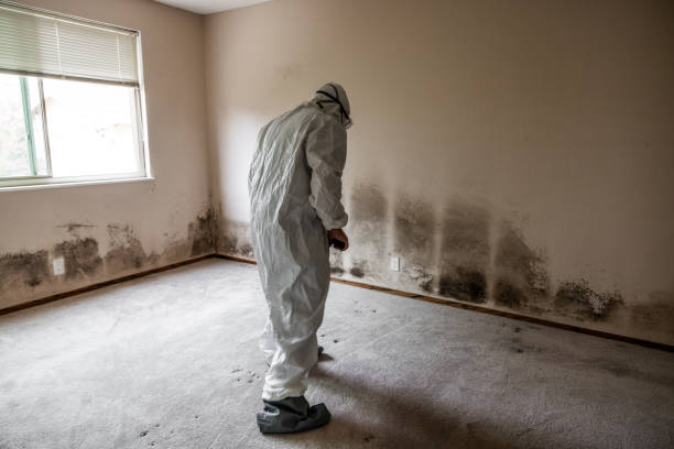 Biohazard Mold Removal in Cherryvale, SC