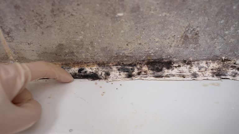 Best Air Quality Testing for Mold Spores  in Cherryvale, SC